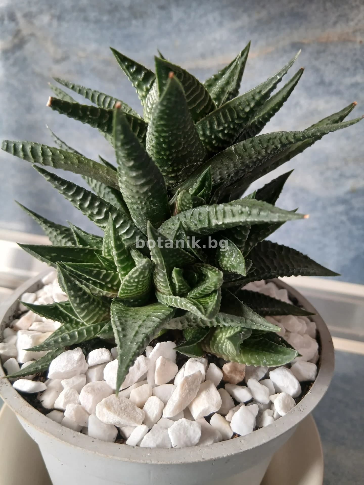 Haworthia limifolia