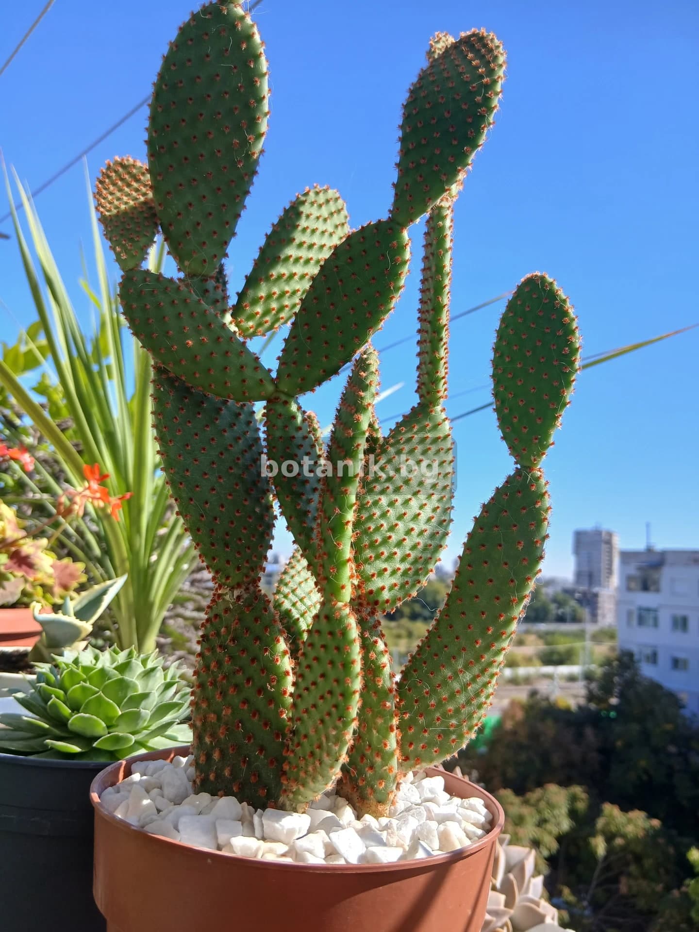 Opuntia microdasys var. rufida