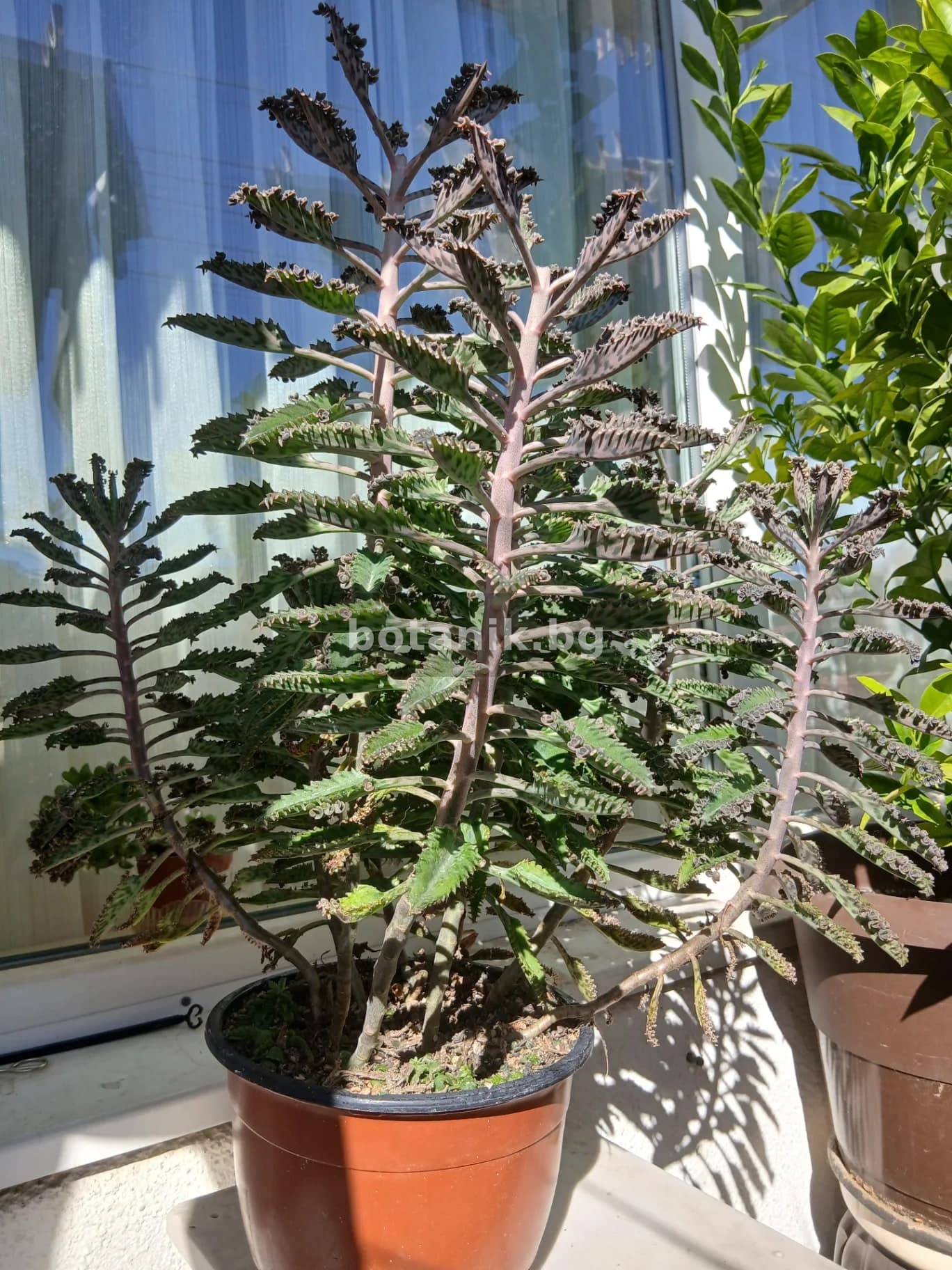 Kalanchoe daigremontiana